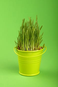 Spring fresh grass growing in small painted yellow metal bucket, close up over green paper background, low angle side view