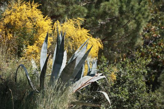 agave Plant with spiny leaves beautiful garden