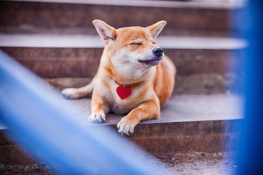 A young shiba inu lying on the stairs, dreams
