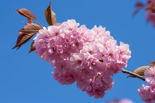 Fiew Sacura flowers with green leafs on a branch in a morning sunlight on blue sky background