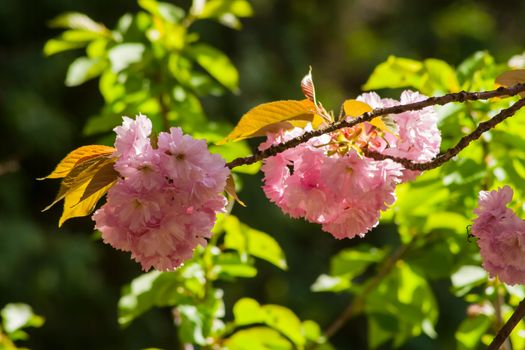 Fiew Sacura flowers with green leafs on a branch in a morning sunlight on  garden background