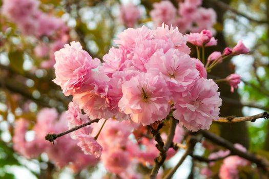 Sakura flowers with green leafs on a branch in a morning sunlight