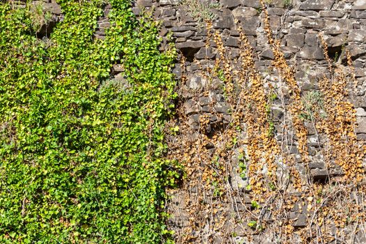 old stone wall covered with green leaves