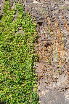 old stone wall covered with green leaves