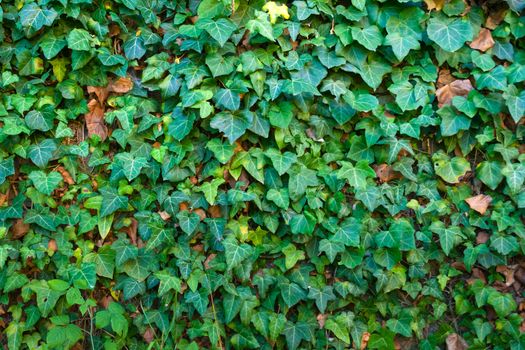 old stone wall covered with green leaves