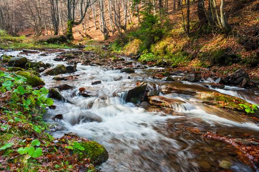 mountain river in fall forest with red yellow leafs and green grass in evening