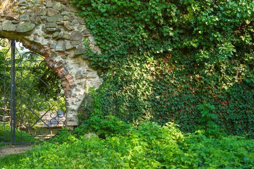 old solid stone wall with green plant over and old iron gate