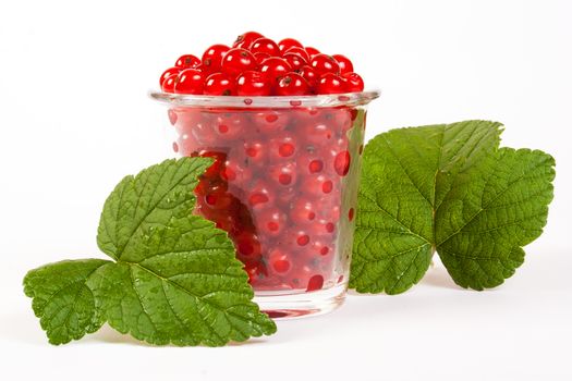 red currants in a glass with green leaves