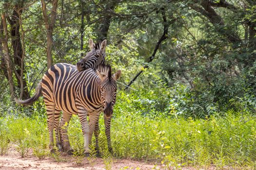 Two Burchells zebra enjoying the morning breez on the side of a dirt road