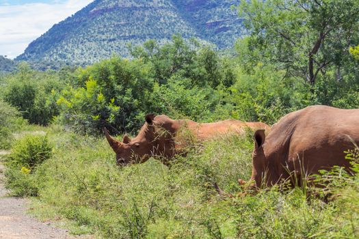 white rhinoceros on the side of road