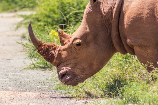 Closeup of white rhinoceros in Marakele national park