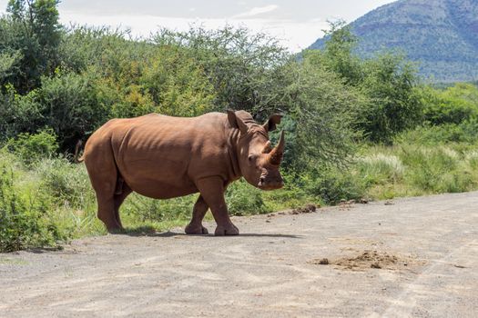 white rhinoceros crossing the road in marakele national park