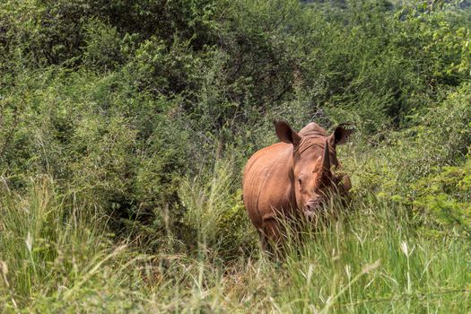 White Rhino standing in between the long grass looking on