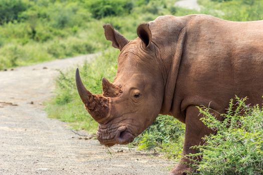 Closeup of white rhinoceros in Marakele national park