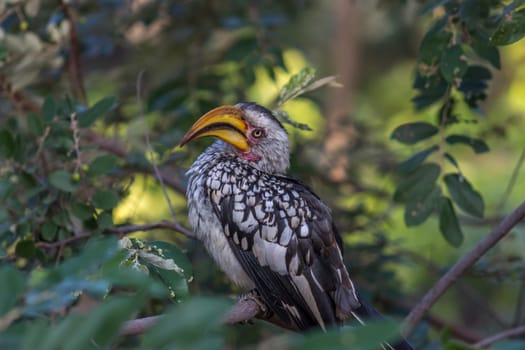 Southern yellow-billed hornbill sitting on tree