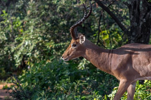 Impala (Aepyceros melampus) closeup photograph