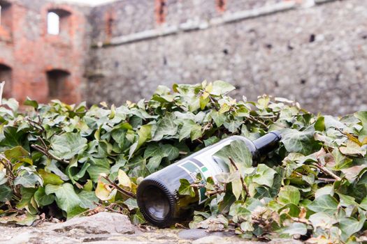 bottle of red Italian wine, lies in the leaves of the ivy on the background of a stone wall