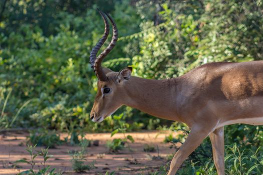 Impala (Aepyceros melampus) closeup photograph