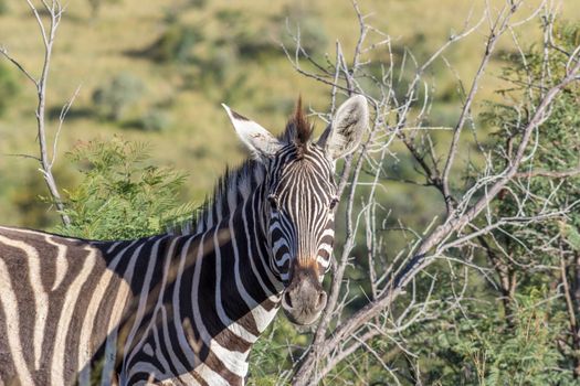 Burchells zebra closup photograph