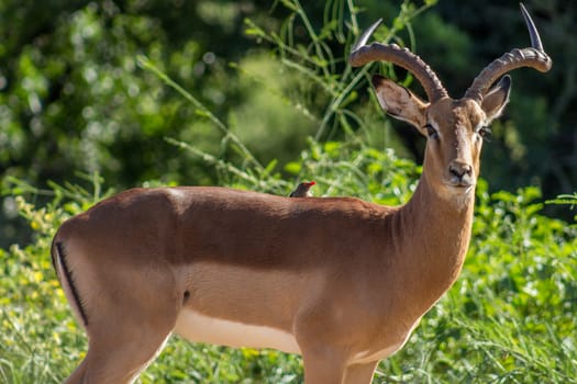 Closeup photo of a impala and oxpecker bird on his back