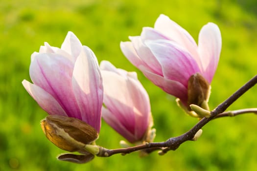 three magnolia flowers close up on a green grass background