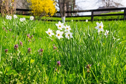 bush of white flowers of wild narcissus in green grass