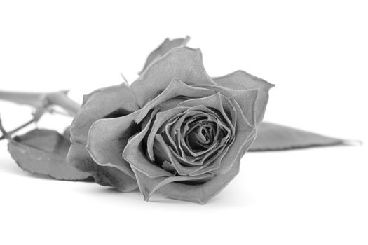 Rose bloom with fading petals, lying on a white background