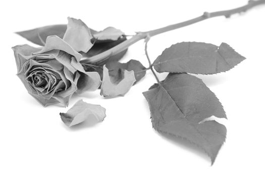 Dying rose bloom with dropped petals and a long stem on a white background