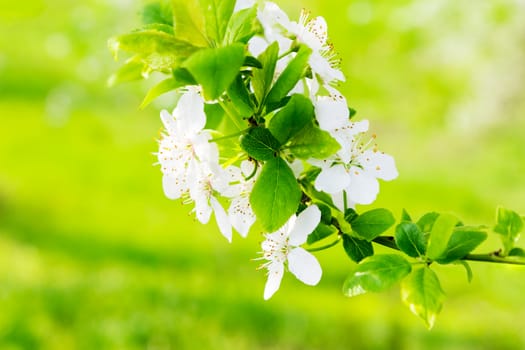 twig with flowers of apple tree on a blurred background of green grass