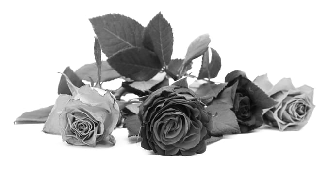 Close-up of dark rose flower with three different coloured blooms, isolated on a white background