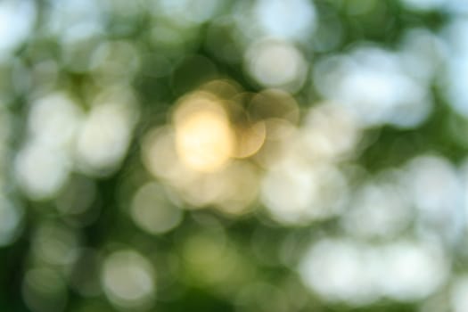 natural ecological blur bokeh of fresh spring foliage of tree crowns in the daytime