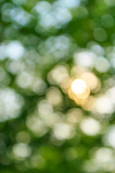 natural ecological blur bokeh of fresh spring foliage of tree crowns in the daytime