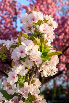 White blossoms of apple on a background of pink sakura tree blossom
