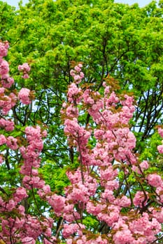 flowers on the branches of cherry blossom against a green tree crown