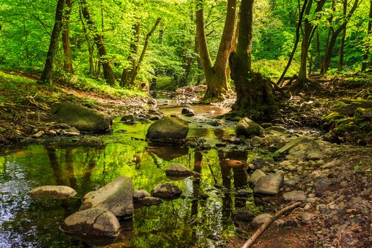 mountain stream making way through the rocks and roots in the old forest