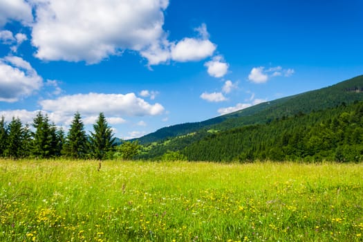 meadow with fir trees in the mountains in summer
