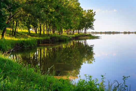 shore of the lake near the green deciduous forest in summer