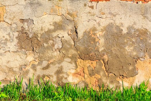 green grass on a background scratched and cracked wall