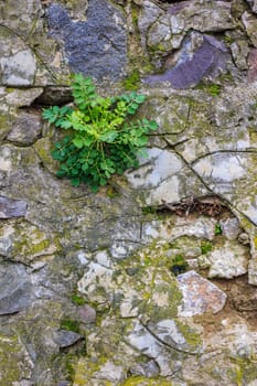 green plant growing out of a stone wall