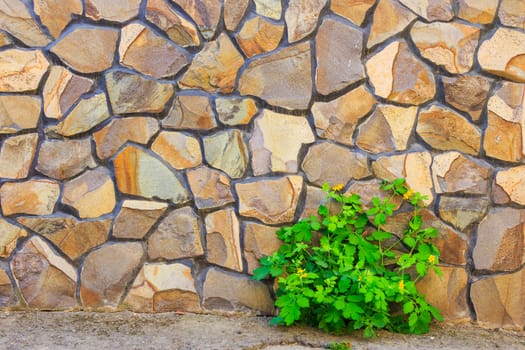 celandine plant on the background of uneven yellow stone wall