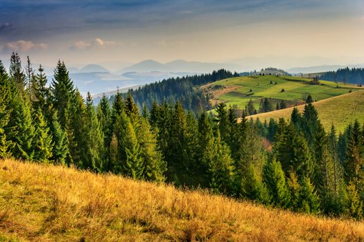 coniferous forest in mountains at sunset of the autumn day