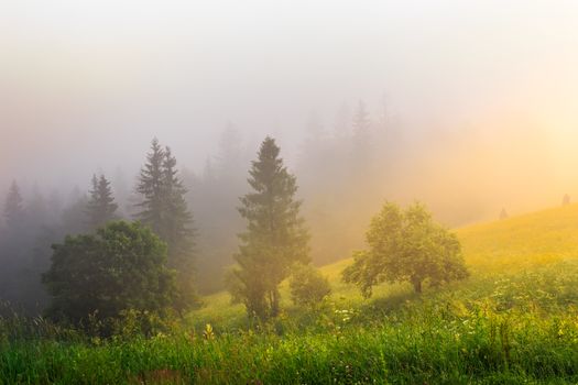 sun rays make their way through the fog to the trees