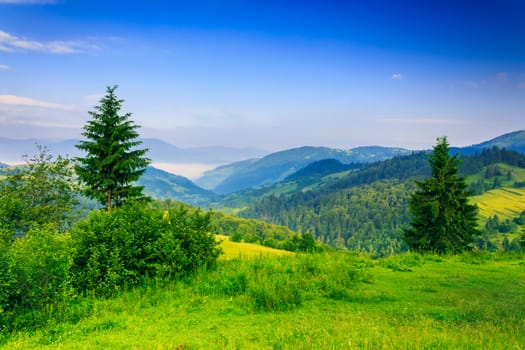 two green pine tree and bush on a green meadow in the mountains in the early morning under a clear blue sky