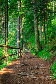 narrow mountain path in a coniferous forest. small wooden fence near the slope of the path. tree roots have sprouted across the footpath.