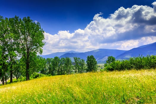 large meadow with mountain herbs and a few deciduous trees and shrubs in the foreground. clouds over the mountainous massif away in the background. good weather on a nice summer day