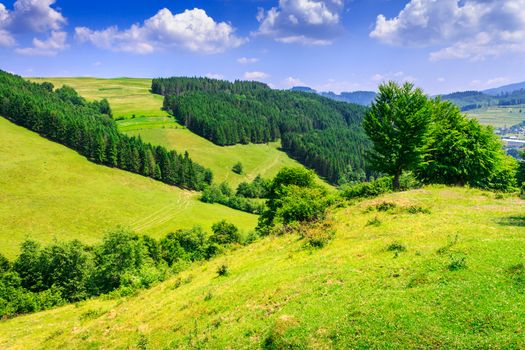 clearings that are covered with green grass near a pine forest on the slopes of the mountains, serene summer day with some clouds in the sky