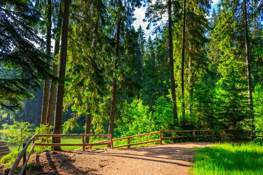 wide trail with a wooden fence near the lawn in the shade of pine trees of green forest