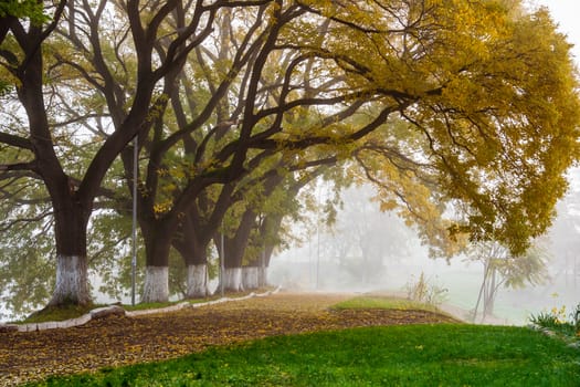 Autumn alley with trees in the fog