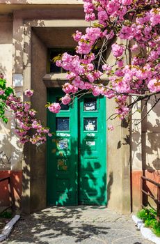 sakura tree blooms pink flowers in front of the green door of the house
