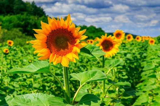 rows of young sunflowers near the hill under a blue sky horizontal